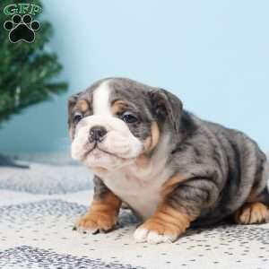 DEBBIE, English Bulldog Puppy